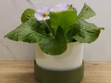 Classic planter (plain)-1