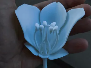 Flower Anatomy