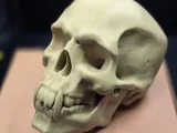 Vampire Skull-0