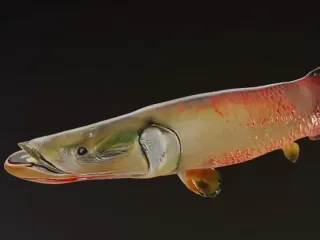 ARAPAIMA FISH