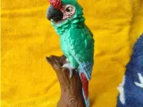 Military Macaw-1