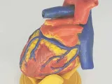 ANATOMIA INIMII PENTRU EDUCAȚIE-8