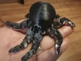 Cute Mini Octopus by DrLex-0