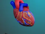 ANATOMIA INIMII PENTRU EDUCAȚIE-2