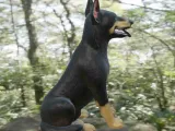 Dog beauceron-5