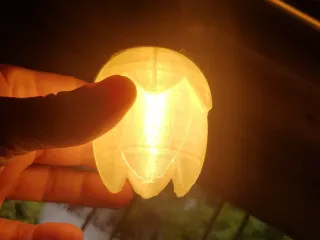 light tulip
