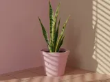 Maceta Cute Pot plant-0