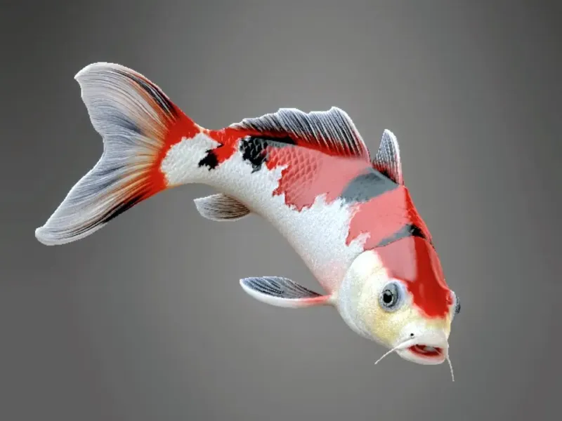koi fish