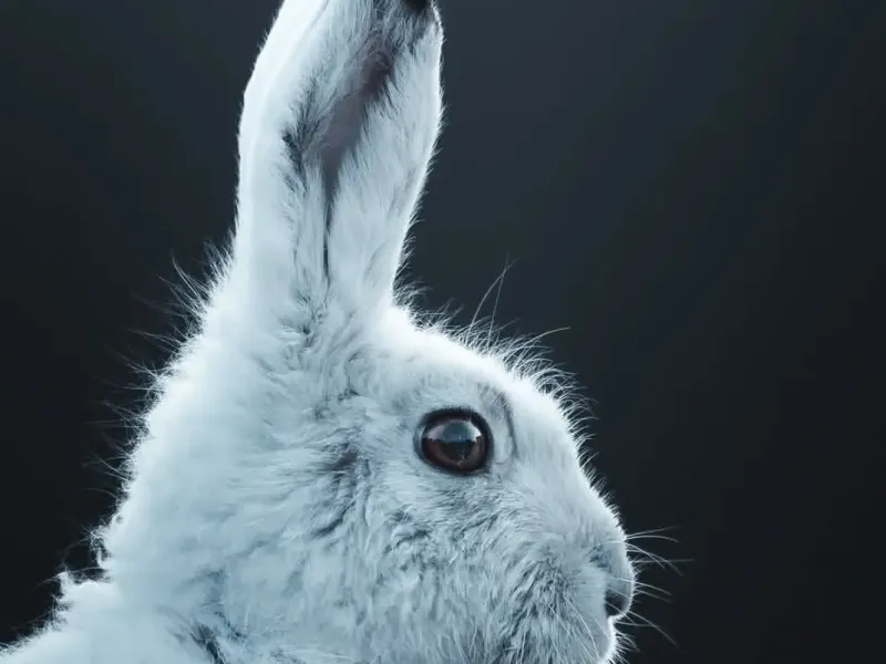 Hare Lithopane 
