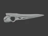 American Bittern Skull-2