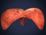 Realistic Human Diaphragm Anatomy 3D Printable Model-2