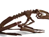 Frog Skeleton – Detailed Amphibian Anatomical 3D Model-3