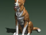 BORDER COLLIE-1
