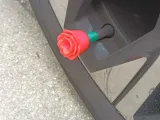 роза-0