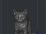 playing cat gato -8