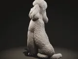 Standard poodle-4