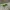 Gecko 3D Model