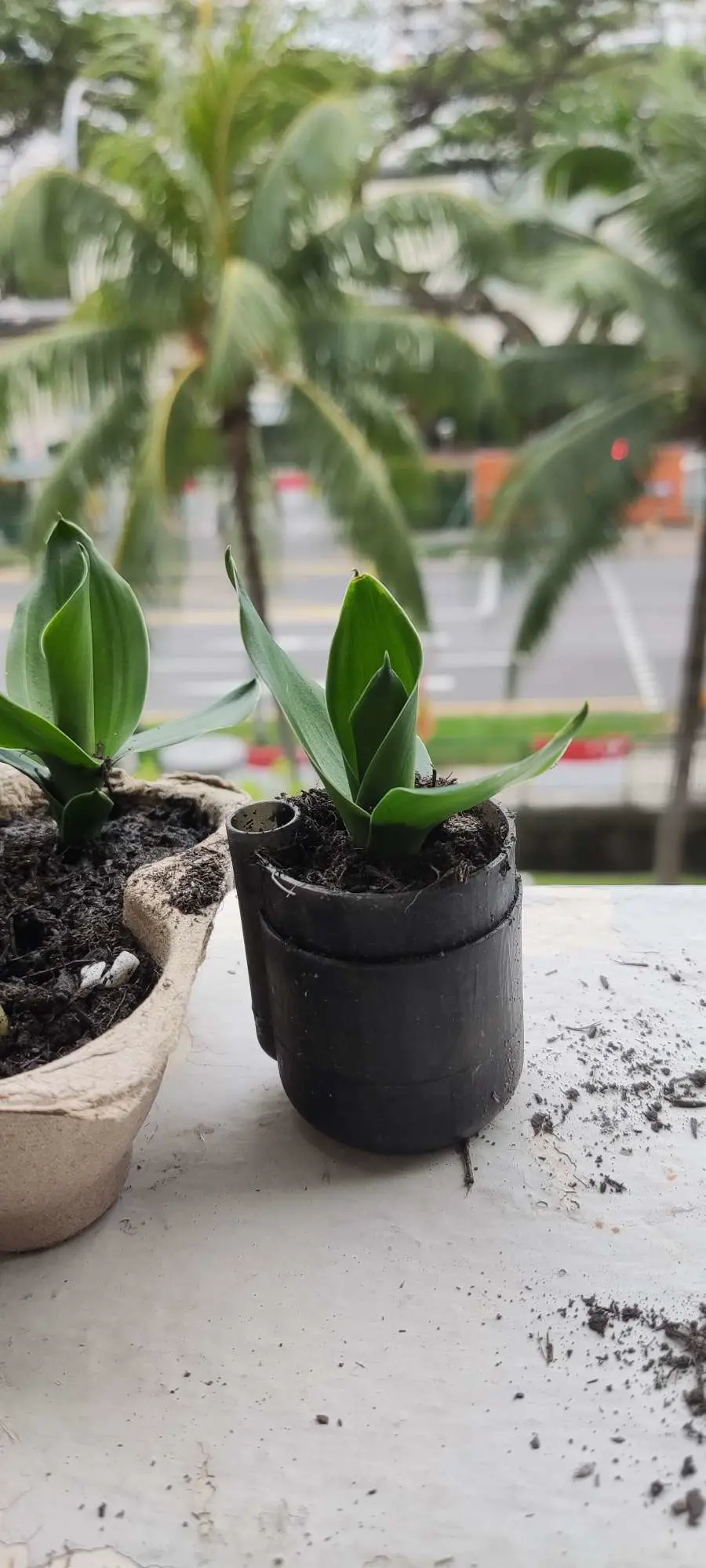 self watering flower pot