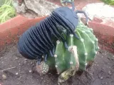 Flexi Isopod-2
