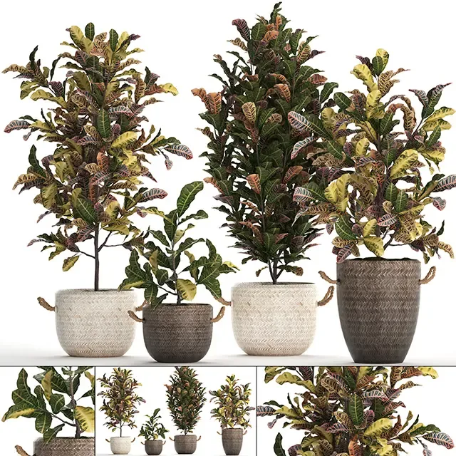 Rattan baskets