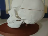 Anatomical Human Skull - Multi-Part Print with Base-3