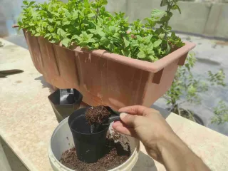 Plant Pot Vasemode