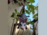 Hanging opossum-5