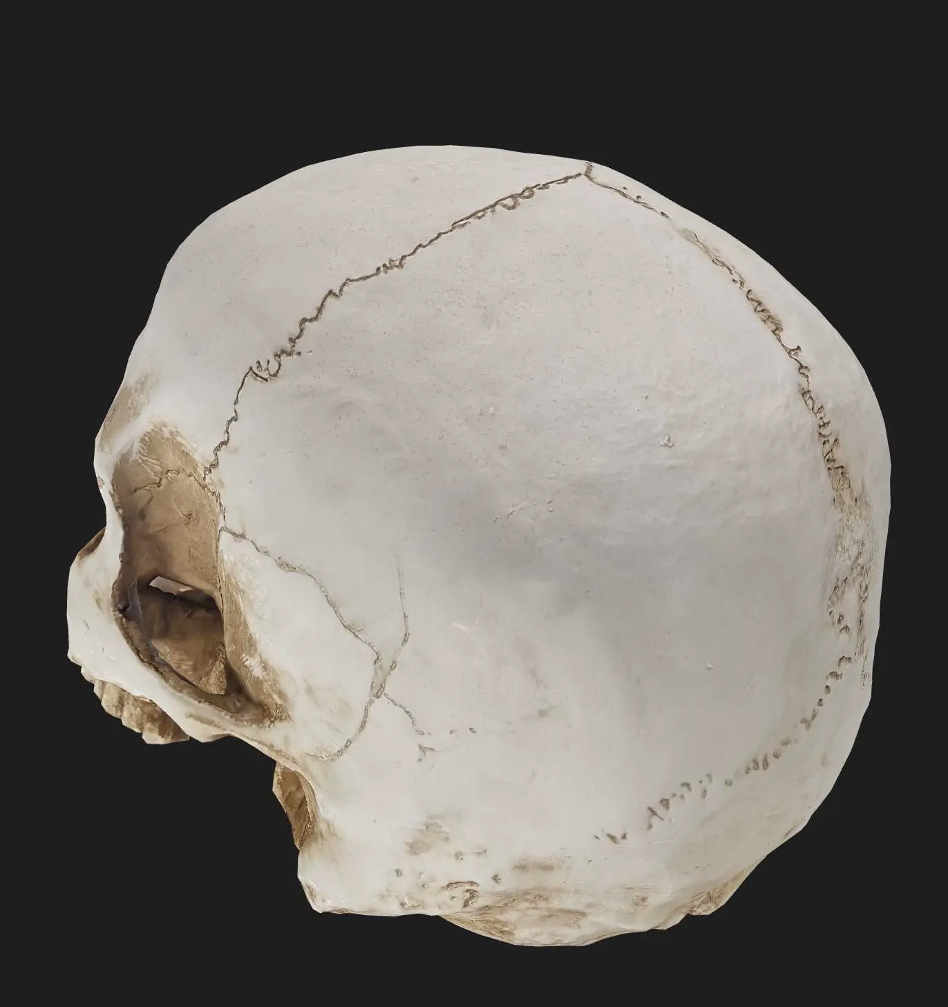 Human Skull