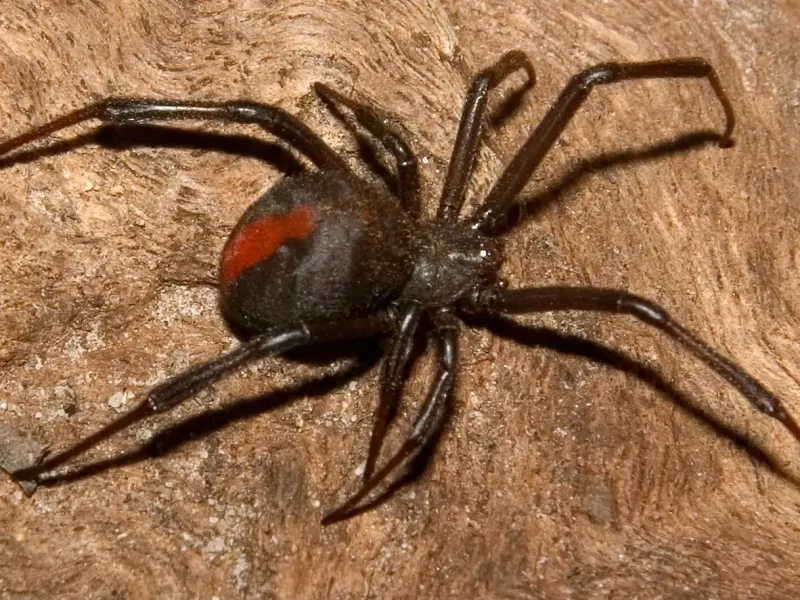 black widow
