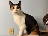 KITTEN-1