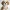 Shih Tzu puppy