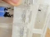 20cm Vertical Ant Nest CP-4
