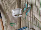 Comedero para aves (No requiere soportes)-1