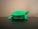 Painted Turtle-4