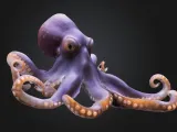 Octopus-0