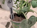 Garden Stakes | Customizable-0