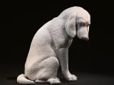 Guilty young labrador-1