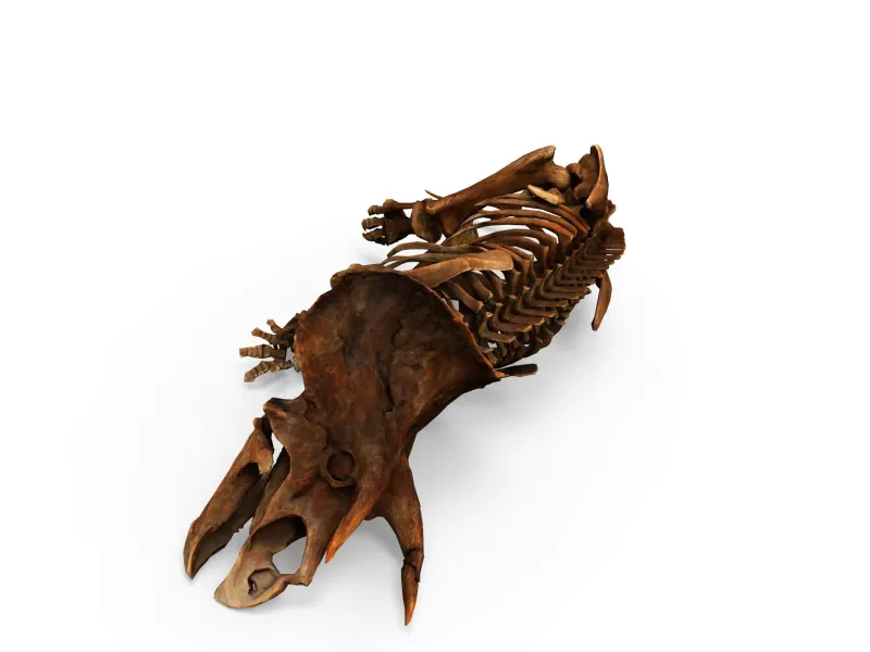 Squelette de tricératops