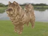 Dog Chow Chow-2