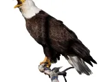 Eagle on a tree-1