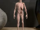 Human Anatomy STL Model-1