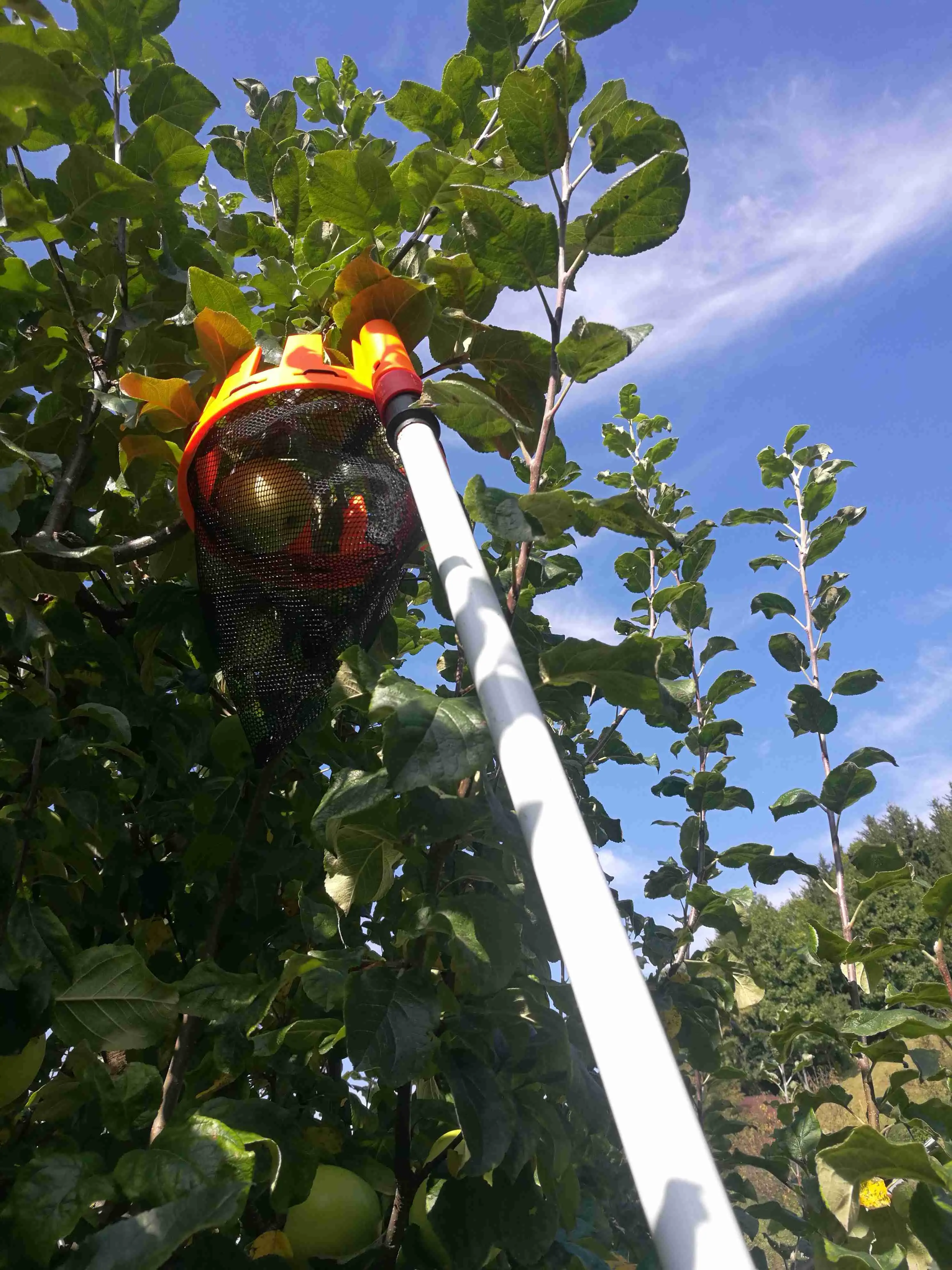 Fruit Picker (Fruiter)