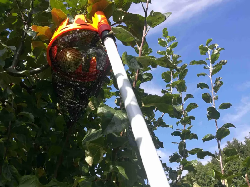 Raccoglitore di frutta (Fruiter)