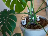 RootDock Planter - Direct-to-Soil Propagation Pod-2