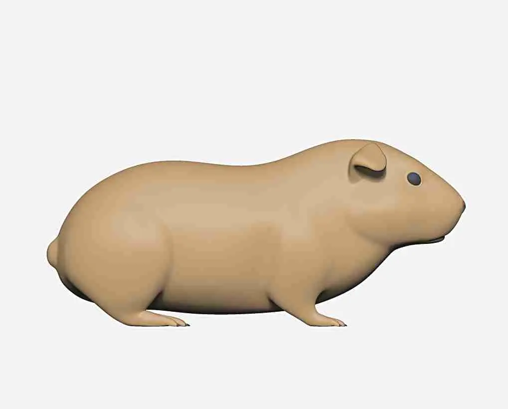 guinea pig