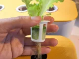Hydroponic Planter (Dual Size), F&F Grid-Style Hydroponic Planter (Dual Size)-4