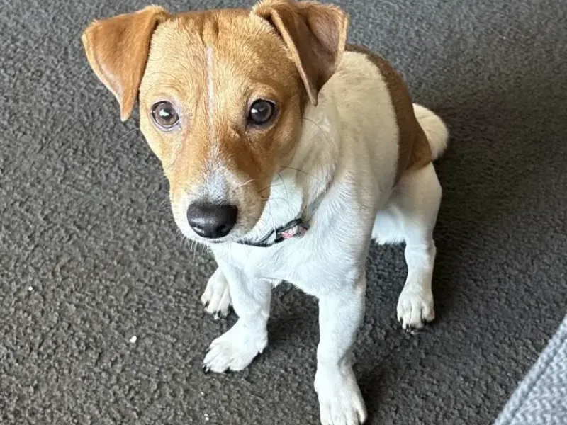Jack Russell