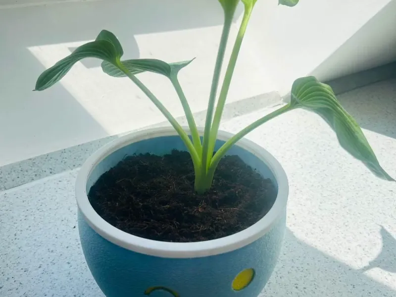 Pot de fleurs Oddish Pokémon