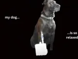 The A.M.P. pet massager-3
