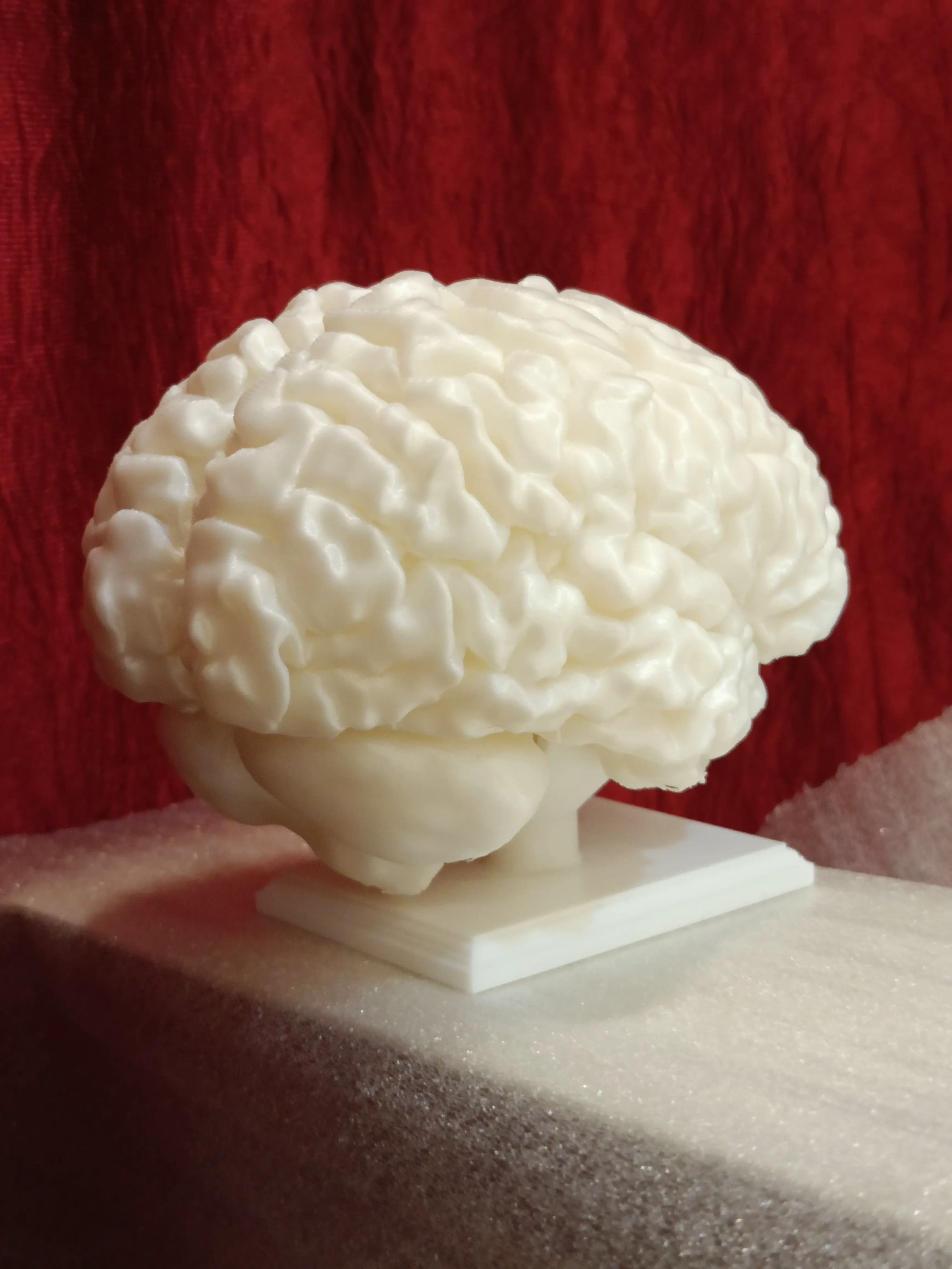 Full size human brain
